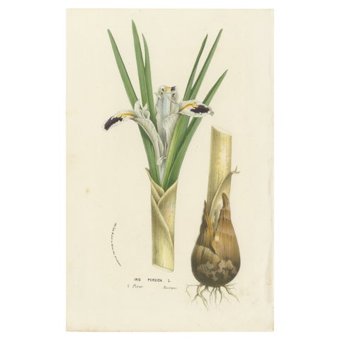 Botanical Illustration of Persian Iris: Iris persica from Iran, c.1855