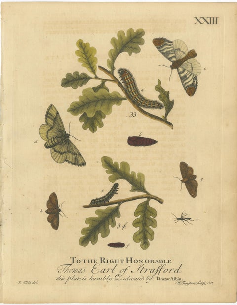 English Tiger & Footman Moths, Scarlet Tiger, Speckled Footman, Albin 1720, view 4