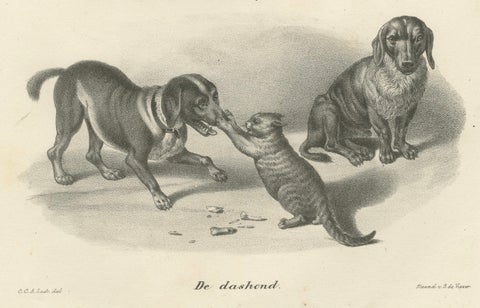 19th-Century Lithograph of Hunting Dogs and Dachshunds Interacting with Cats, close-up 4