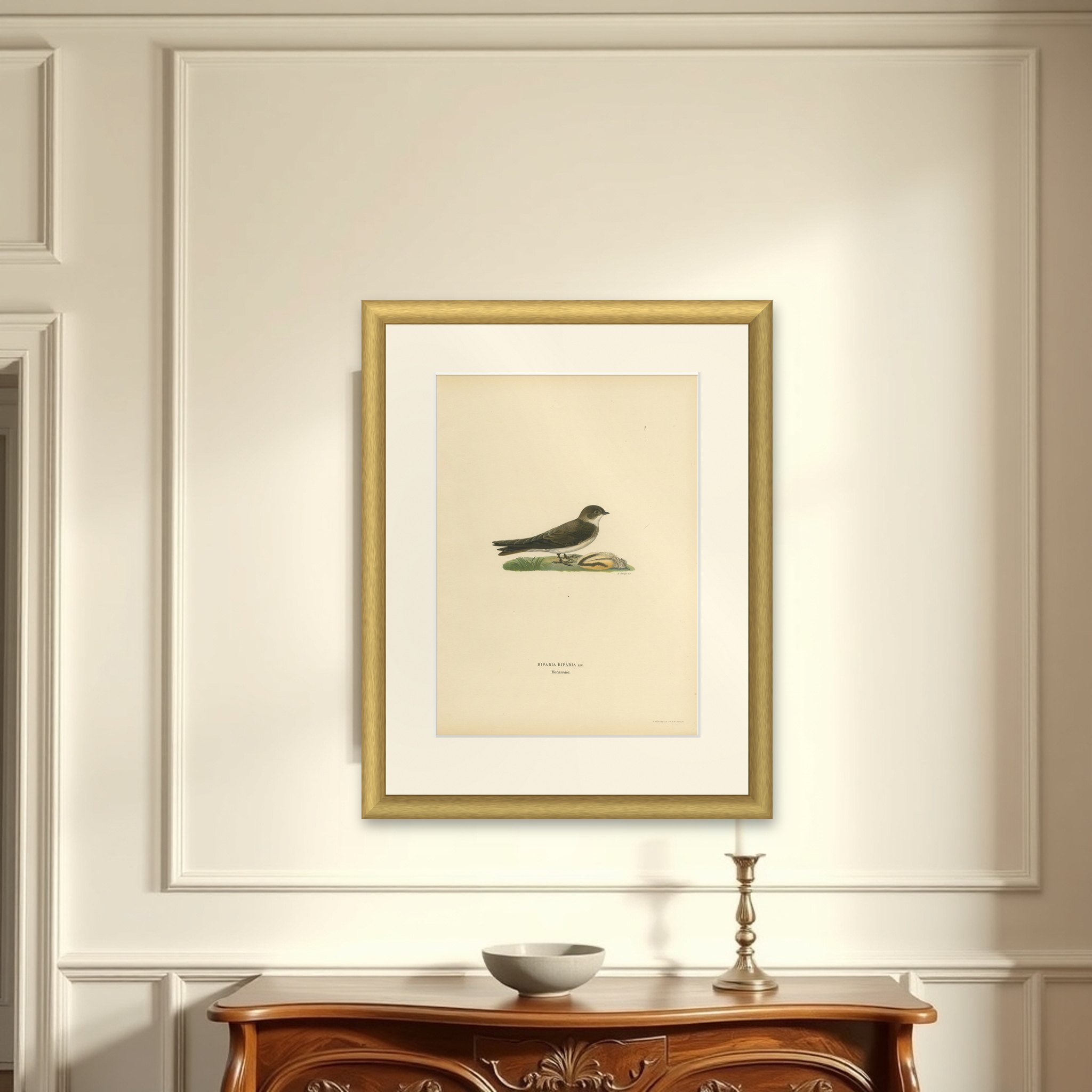 Riparia Riparia - Hand-colored Sand Martin Lithograph by M. von Wright, 1927, shown framed on a wall