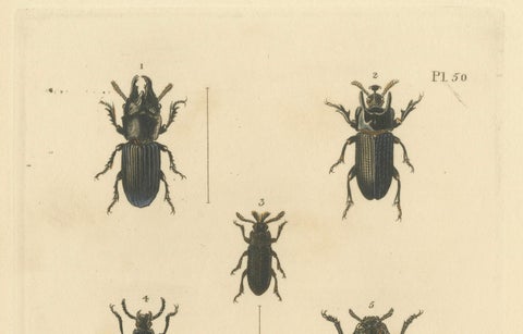 Beetles of the Early 19th Century: A Cuvier Collection from 'The Animal Kingdom', close-up 1