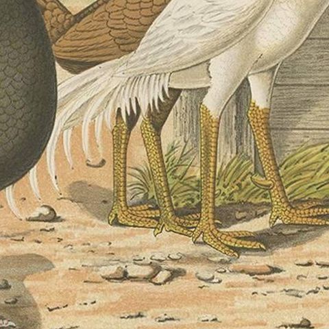 Antique Bird Print of various Roosters and Chickens (1886), close-up 2