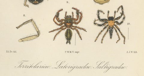 Antique Print of Sumatran Spiders, Mygalomorphs & Jumping Spiders, c.1887, close-up 5