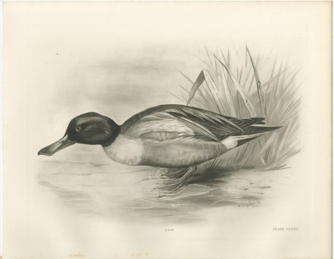 Shoveler Drake at the Water's Edge, Plate CLXXII after Lilian Medland, c. 1909, view 2