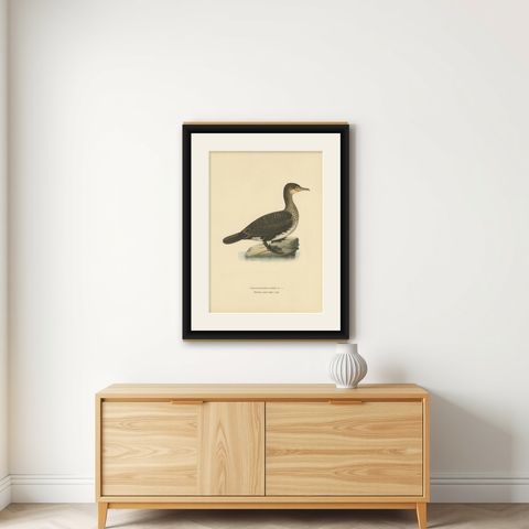 Antique Bird Print of a Young Great Cormorant by Von Wright, 1929, shown framed on a wall