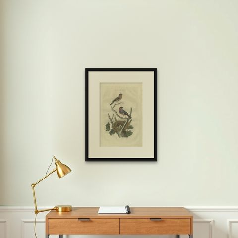 Antique Bird Print of the Eurasian Bullfinch by Sepp & Nozeman, 1789, shown framed on a wall
