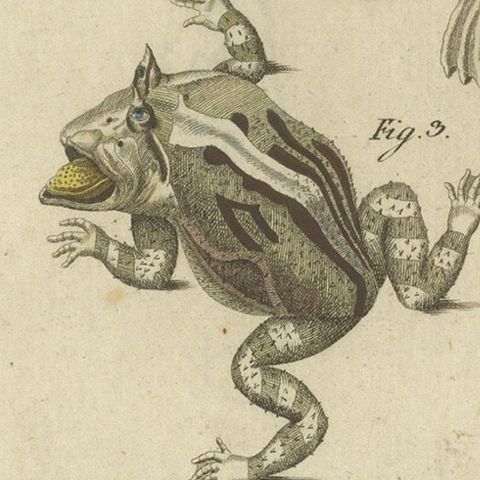 Antique Handcolored Engraving of Frogs and Amphibians, c.1800, close-up 5