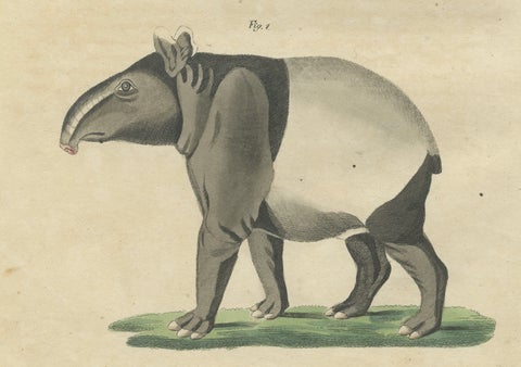 Antique Malayan Tapir & Collared Peccary Engraving, Bertuch, c.1815, close-up 3