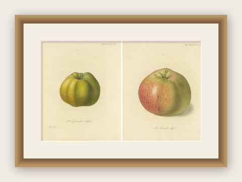Set of 2 Antique Prints of the Gravenstein Apple and Alexander Apple, shown framed