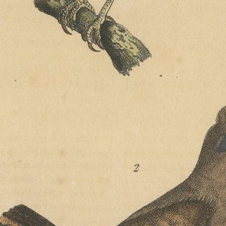Antique Hand-colored Bird Print of Cocks-of-the-Rock by Lejeune 'c.1830', close-up 2