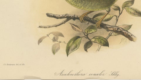 Antique Lithograph of Plain-coloured Spiderhunter by Keulemans, Sumatra c.1887, close-up 3