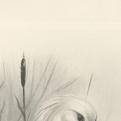 Spoonbill, Antique Bird Print after Lilian Medland, circa 1909, close-up 2