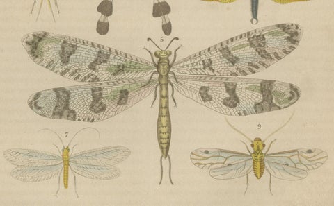 A Study of Winged Insects: An Entomological Collection from the 18th Century, close-up 3