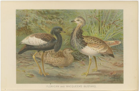 Antique Bird Prints Set of 2, Desert Species, Victorian Chromolithographs, 1895, view 4