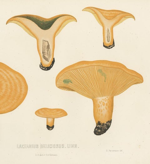 Antique Mycology Print of Lactarius Deliciosus by E.M. Fries, circa 1860, view 4