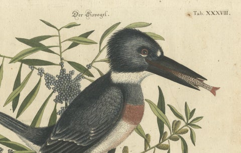 Hand-Colored Engraving of the Kingfisher by Johann Michael Seligmann, ca.1770, close-up 3