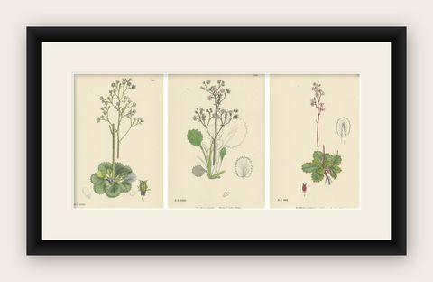 Hand-Colored Botanical Engravings of London-Pride and Its Varieties, 1902, shown framed