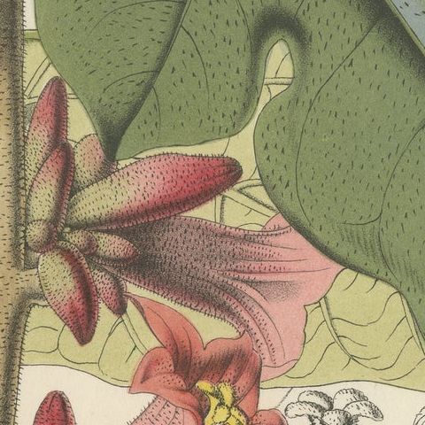 Botanical Illustration of Little Kurrajong: Brachychiton Bidwillii, c.1855, close-up 6