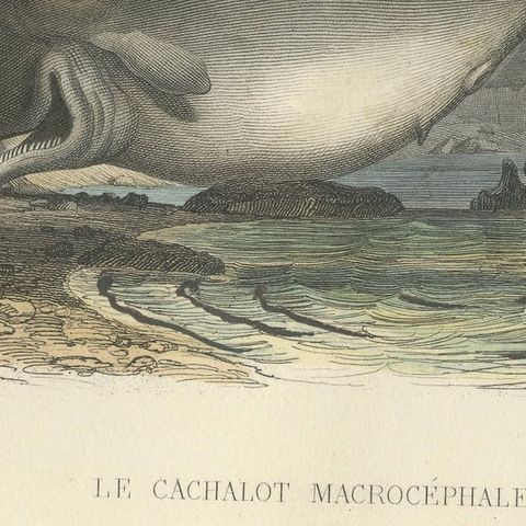 Le Cachalot Macrocéphale (Sperm Whale), Hand-Colored Engraving, 1840, close-up 5
