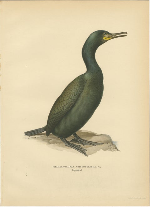Antique Cormorant Bird Lithographs Set of 3, Scandinavian Birds Sweden 1929, view 3