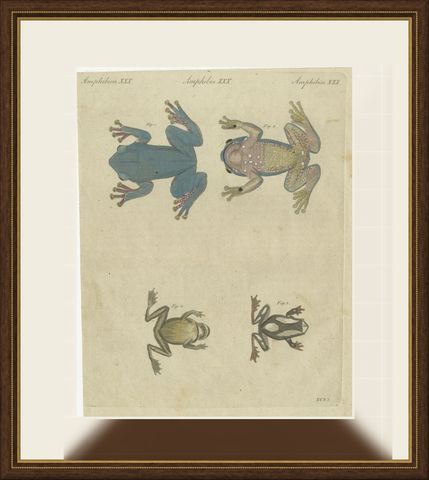 Four Tree Frogs Including a Blue Frog, Antique Bertuch Print, Vienna, circa 1815, shown framed