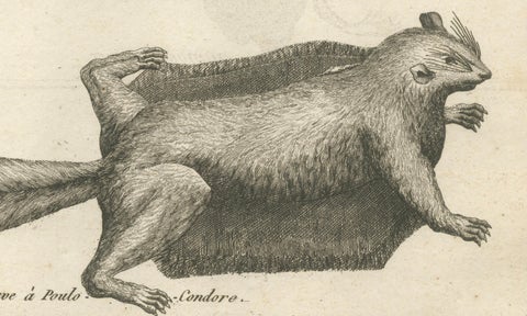 Flying Lizard and Flying Squirrel, Antique Engraving, Poulo Condore, c.1770, close-up 1
