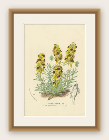 Toadflax 'Linaria Tristis' Botanical Illustration by Louis van Houtte, c.1850, shown framed