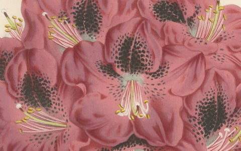 Stamford Rhododendron: Hand-Colored Lithograph by Louis van Houtte, 1855, close-up 3
