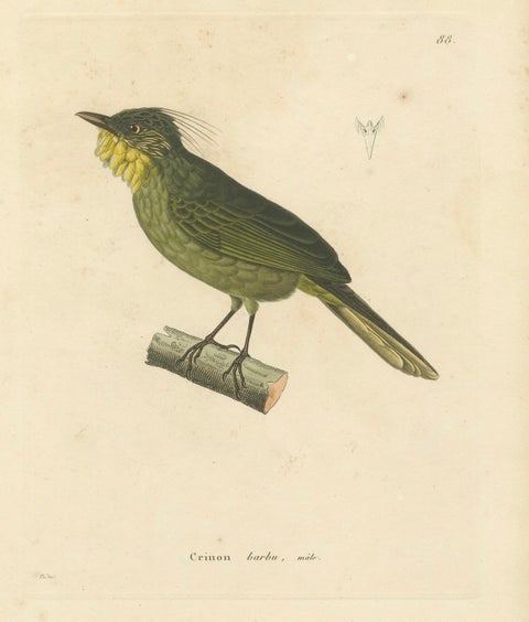 Hand-Colored Engraving of a Bearded Barbet, Exotic Ornithological Print, c.1808, close-up 1