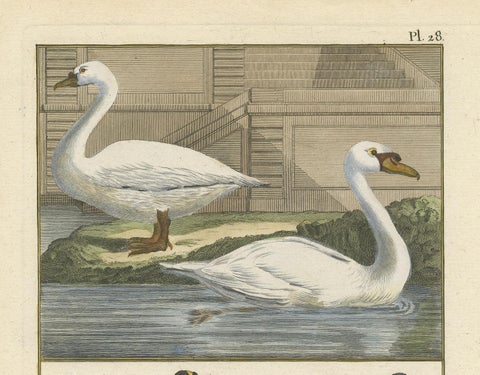 Antique Bird Print of Geese by Bonnaterre, 1790, view 3