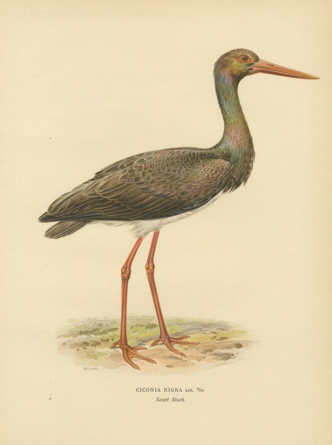 Black Stork Ciconia Nigra - Antique Scandinavian Bird Lithograph, 1929, close-up 1