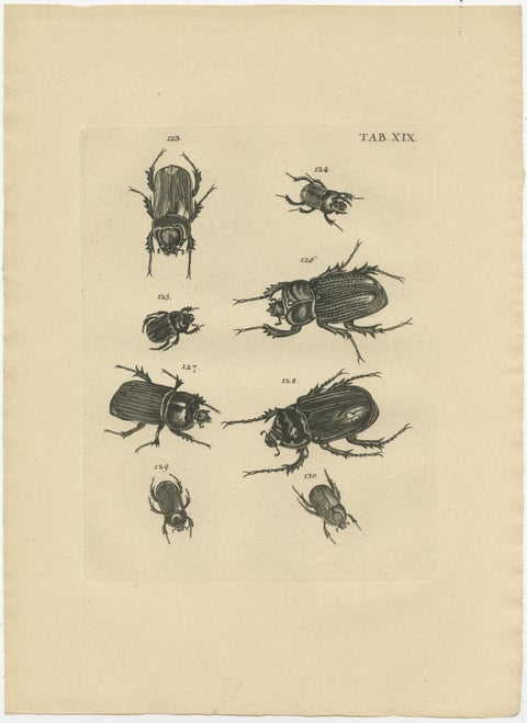 Set of 5 Antique Prints of various Beetles, view 2
