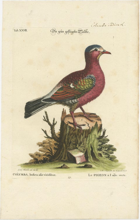 Exotic Pigeons: Hand-Colored Engravings from the Seligmann Edition, c.1770, view 4