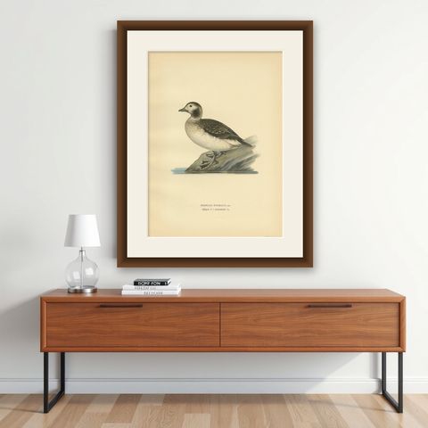 Antique Bird Print of a Female Long-Tailed Duck by Von Wright, '1929', shown framed on a wall