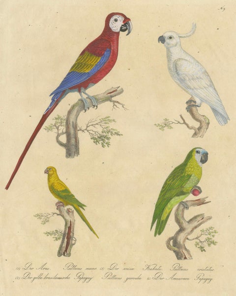 Macaw, Cockatoo & Amazon Parrots, Brodtmann Hand-Colored Lithograph, 1816, close-up 1