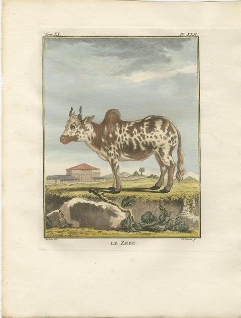 Elegant 18th-Century Zebu Engraving, Buffon Dutch Edition, 1769, view 2