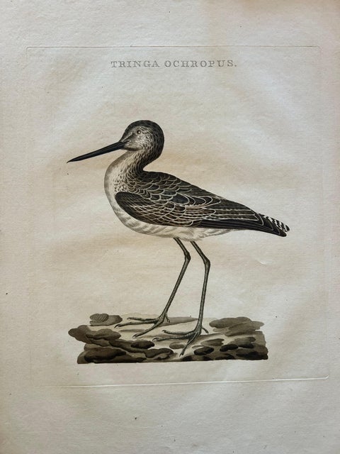 Antique Bird Print of the Green Sandpiper by Sepp & Nozeman, 1809, view 2