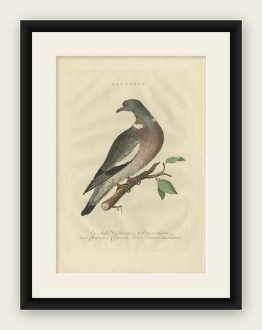 Antique Bird Print of the Common Wood Pigeon by Sepp & Nozeman, 1770, shown framed