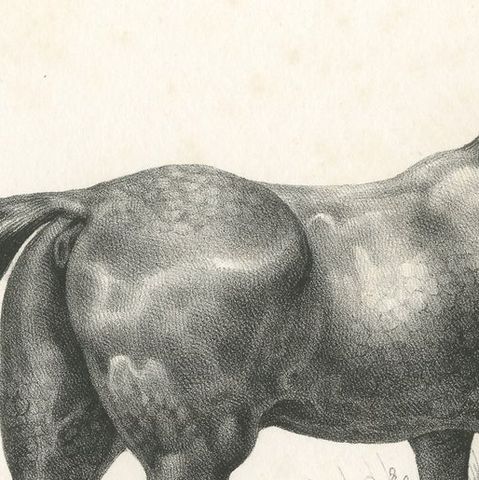 Original Antique Print of an English Horse, close-up 1