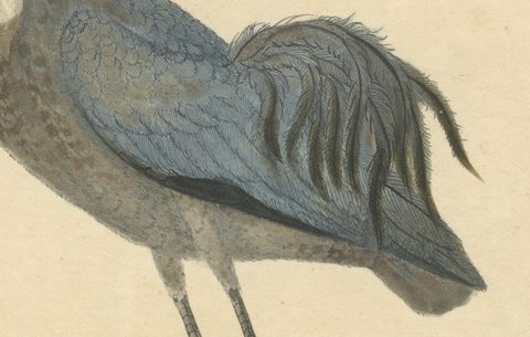 Original Antique Hand-colored Copperplate Engraving of a Crane, 1794, close-up 3