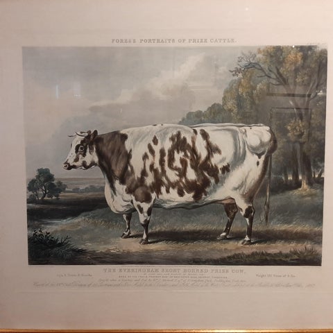 Antique Print of the Everingham Short Horned Prize Cow, 1843, view 2