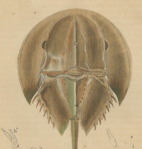 Anatomy of the Atlantic Horseshoe Crab, A Hand-Colored Engraving of 1845, close-up 3