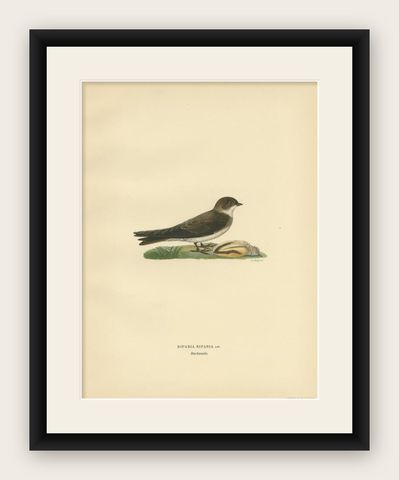 Antique Bird Print of The Sand Martin by Von Wright, 1927, shown framed