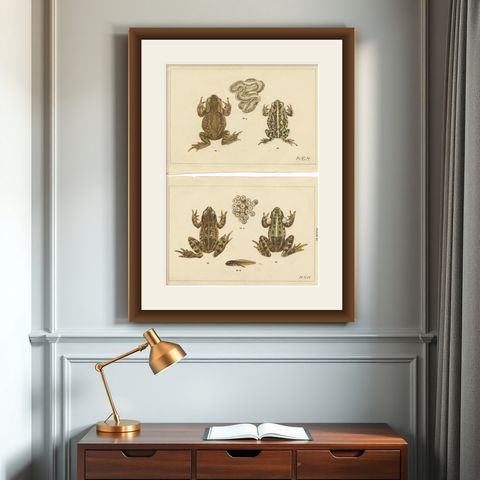 Set of 2 Antique Prints of Frogs, Tadpoles and Spawn, shown framed on a wall