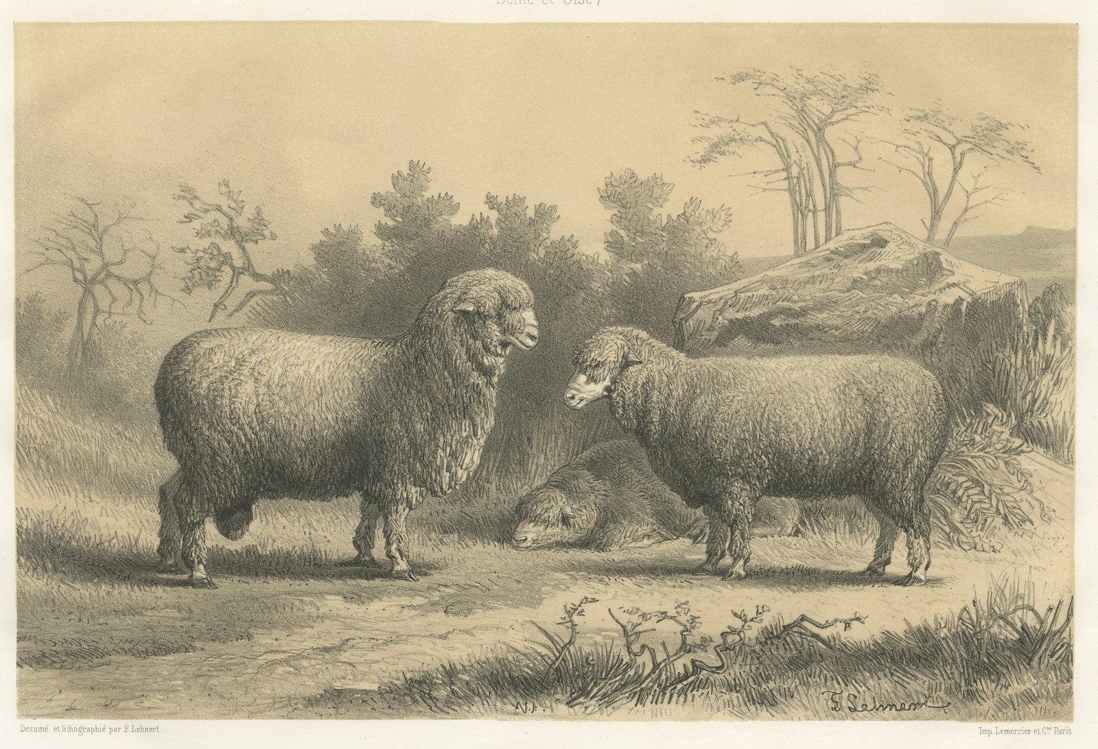 Mauchamp Merino Ram and Ewe, Rambouillet, Antique Sheep Print, 1873