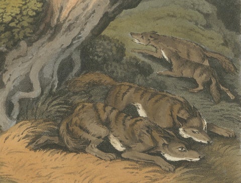 Hand-Coloured Aquatint 'American Anecdote Wolves & Boy', 1813, close-up 3