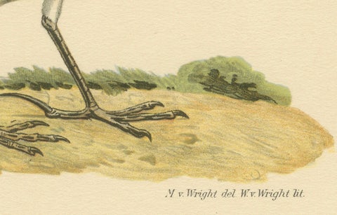 Anthus Pratensis - Hand-colored Meadow Pipit Lithograph, 1927, close-up 1