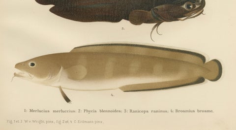 Hake, Blue Ling, Tadpole Fish, and Torsk - Fascinating Fish Lithograph, 1895, close-up 1