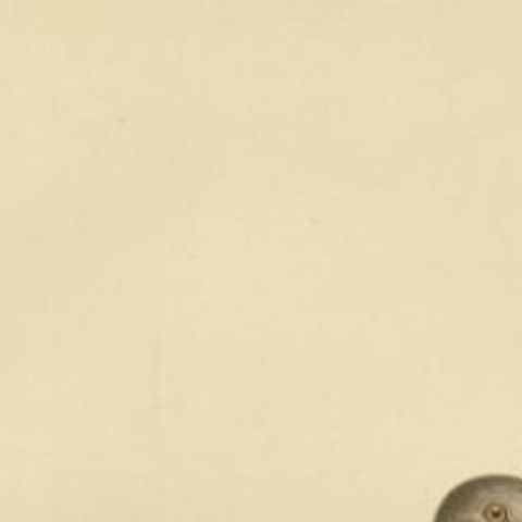 Antique Bird Print of the Oriental Turtle Dove, 1929, close-up 1