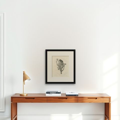 The Flying Lemur (Colugo) Lithograph by C.C. Last, 1836, shown framed on a wall